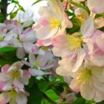 spring pink flowers 214528