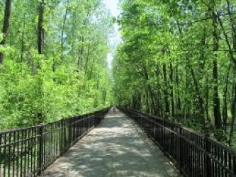 park walkway with trees